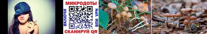 Галлюциногенные грибы Psilocybine cubensis  Богданович 