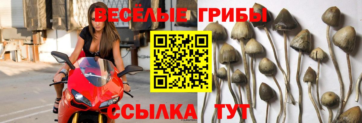 Богданович  Галлюциногенные грибы мицелий  Вход с VPN  Галлюциногенные грибы ЛСД 